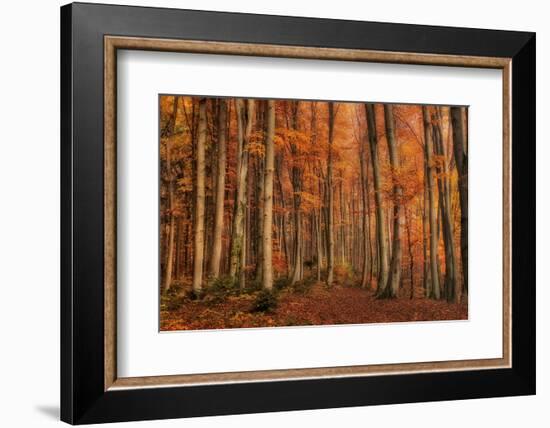 Winter's Soon to Come-Norbert Maier-Framed Photographic Print