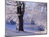 Winter Scene Beside the River Tay, Aberfeldy, Perthshire, Scotaland, UK-Kathy Collins-Mounted Photographic Print