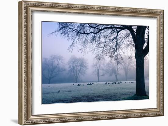 Winter Scene with a Flock of Birds Feeding on the Ground-Sharon Wish-Framed Photographic Print