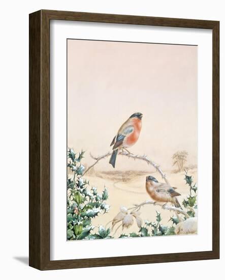 Winter Scene with Chaffinch and Holly-Henry Fuseli-Framed Giclee Print