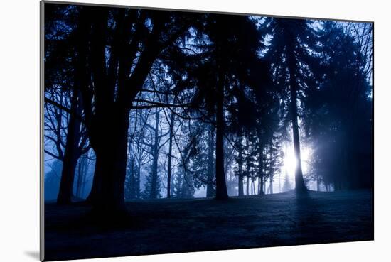 Winter Scene with Low Sunlight Shining Through Trees-Sharon Wish-Mounted Photographic Print