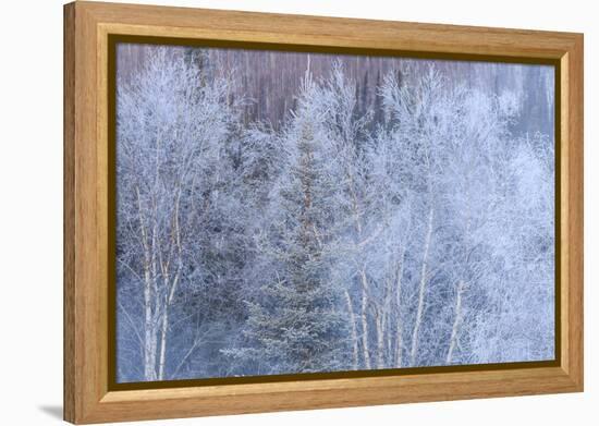 Winter scenic near Fairbanks, Alaska-Stuart Westmorland-Framed Premier Image Canvas