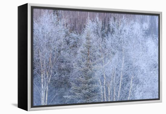 Winter scenic near Fairbanks, Alaska-Stuart Westmorland-Framed Premier Image Canvas