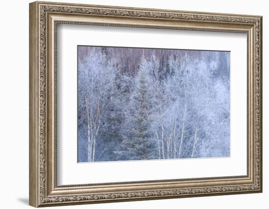 Winter scenic near Fairbanks, Alaska-Stuart Westmorland-Framed Photographic Print