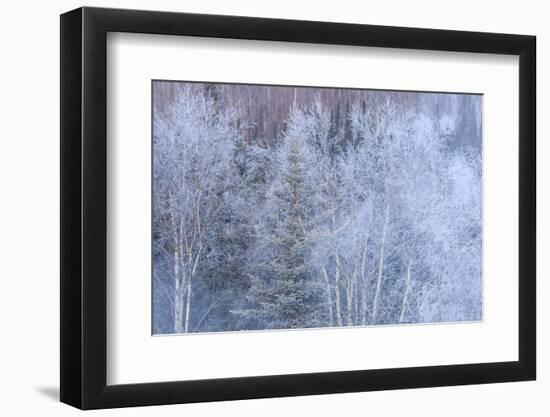 Winter scenic near Fairbanks, Alaska-Stuart Westmorland-Framed Photographic Print