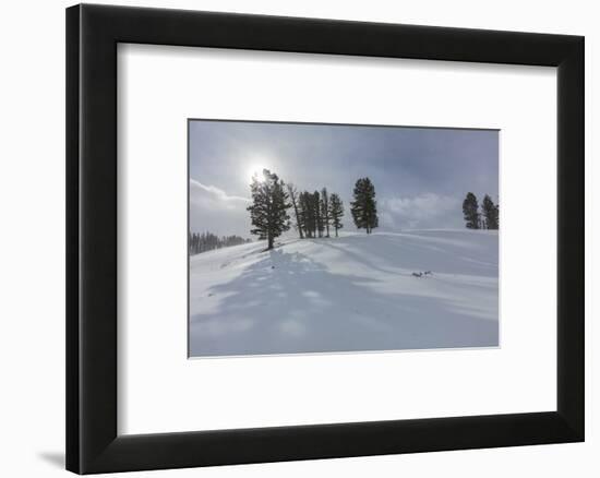 Winter shadows from douglas fir trees in Yellowstone National Park, Wyoming, USA-Chuck Haney-Framed Photographic Print