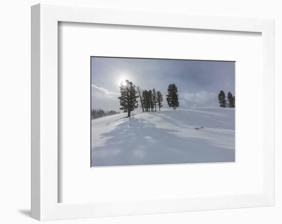 Winter shadows from douglas fir trees in Yellowstone National Park, Wyoming, USA-Chuck Haney-Framed Photographic Print