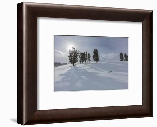 Winter shadows from douglas fir trees in Yellowstone National Park, Wyoming, USA-Chuck Haney-Framed Photographic Print