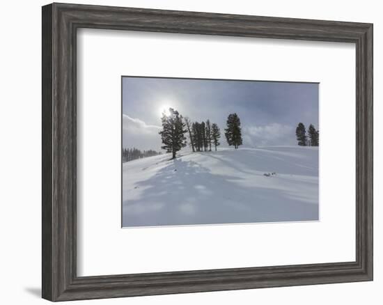 Winter shadows from douglas fir trees in Yellowstone National Park, Wyoming, USA-Chuck Haney-Framed Photographic Print