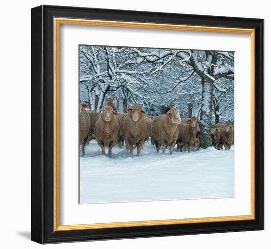 Winter Sheeps-null-Framed Art Print