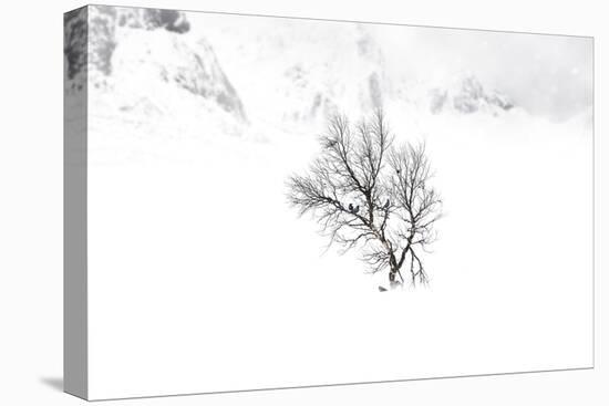 Winter Shelter-Andreas Stridsberg-Framed Stretched Canvas