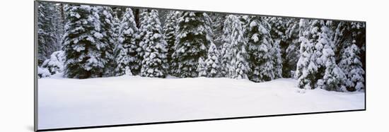 Winter Snowstorm in the Lake Tahoe Area, California-null-Mounted Photographic Print