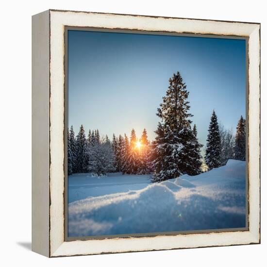 Winter Snowy Pine Trees at Sunset-Dudarev Mikhail-Framed Premier Image Canvas