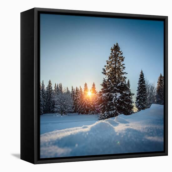 Winter Snowy Pine Trees at Sunset-Dudarev Mikhail-Framed Premier Image Canvas