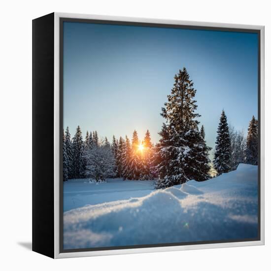 Winter Snowy Pine Trees at Sunset-Dudarev Mikhail-Framed Premier Image Canvas