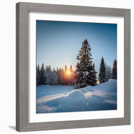 Winter Snowy Pine Trees at Sunset-Dudarev Mikhail-Framed Photographic Print