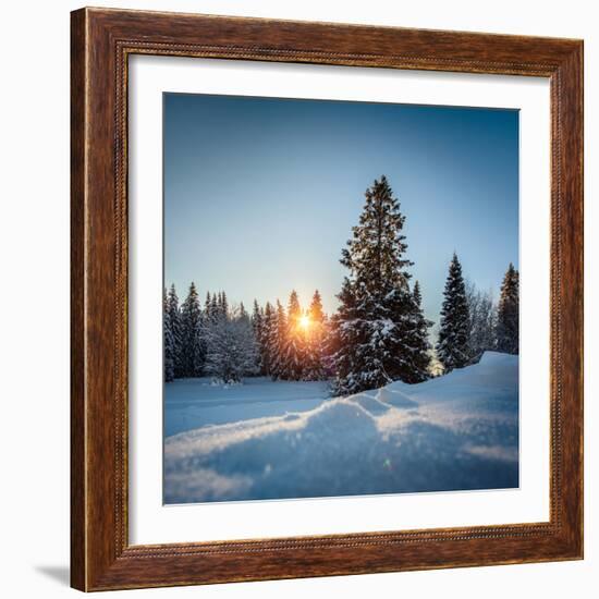 Winter Snowy Pine Trees at Sunset-Dudarev Mikhail-Framed Photographic Print