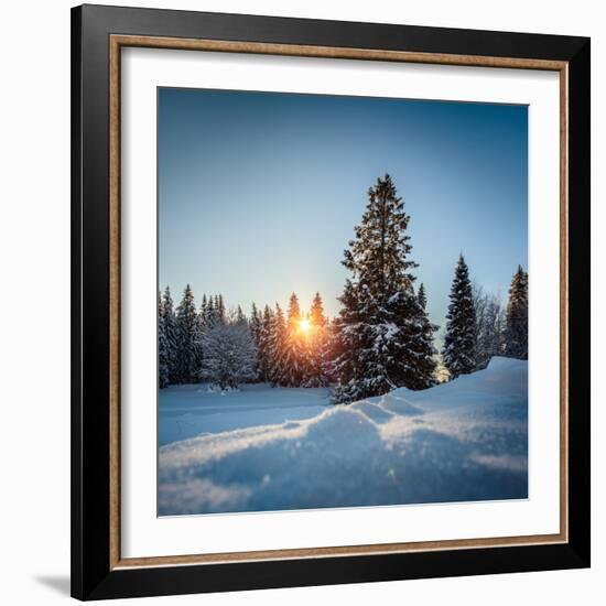 Winter Snowy Pine Trees at Sunset-Dudarev Mikhail-Framed Photographic Print