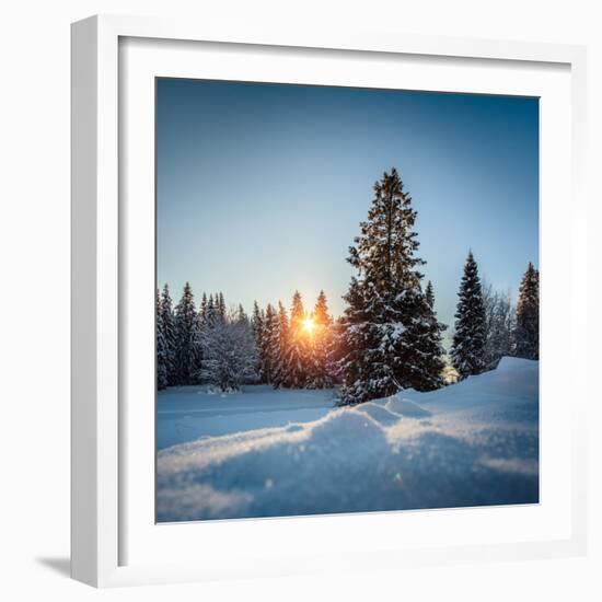 Winter Snowy Pine Trees at Sunset-Dudarev Mikhail-Framed Photographic Print