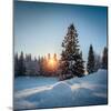 Winter Snowy Pine Trees at Sunset-Dudarev Mikhail-Mounted Photographic Print