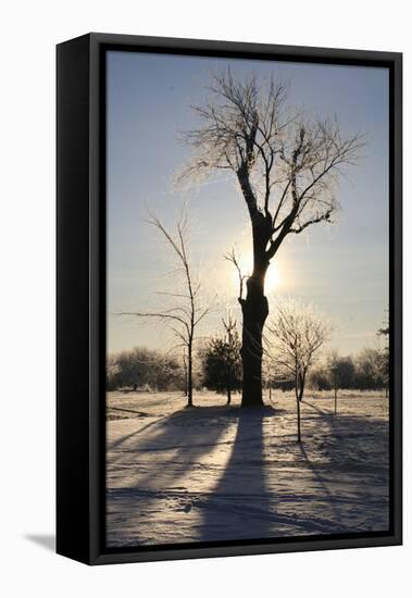 Winter Sun Behind Old Tree-Jeff Rasche-Framed Premier Image Canvas