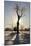 Winter Sun Behind Old Tree-Jeff Rasche-Mounted Photographic Print