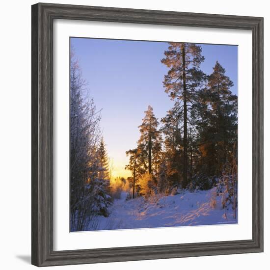 Winter Sunset in the Forest Near Oslo, Norway, Scandinavia, Europe-David Lomax-Framed Photographic Print