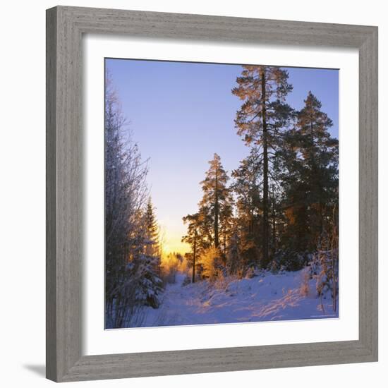 Winter Sunset in the Forest Near Oslo, Norway, Scandinavia, Europe-David Lomax-Framed Photographic Print