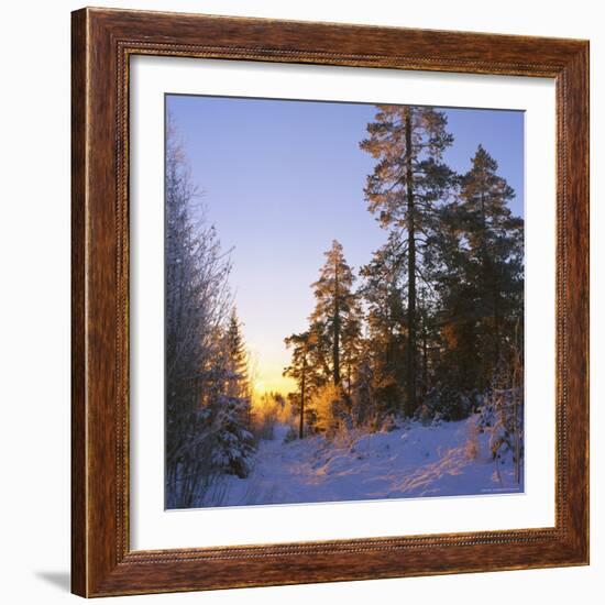 Winter Sunset in the Forest Near Oslo, Norway, Scandinavia, Europe-David Lomax-Framed Photographic Print