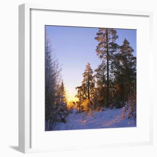 Winter Sunset in the Forest Near Oslo, Norway, Scandinavia, Europe-David Lomax-Framed Photographic Print