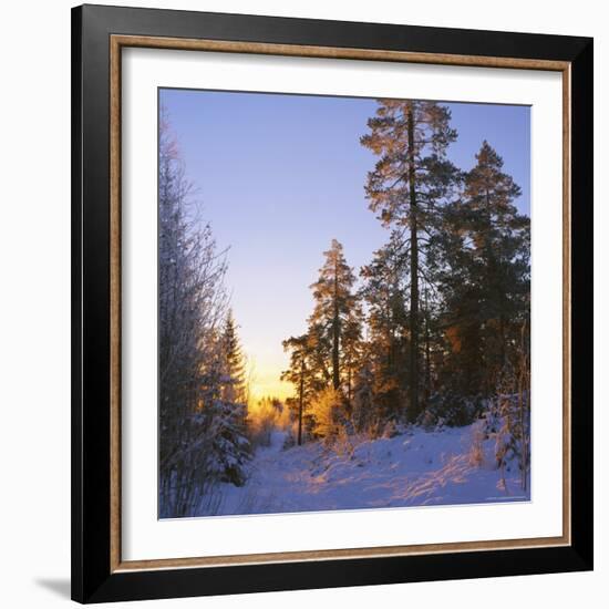 Winter Sunset in the Forest Near Oslo, Norway, Scandinavia, Europe-David Lomax-Framed Photographic Print