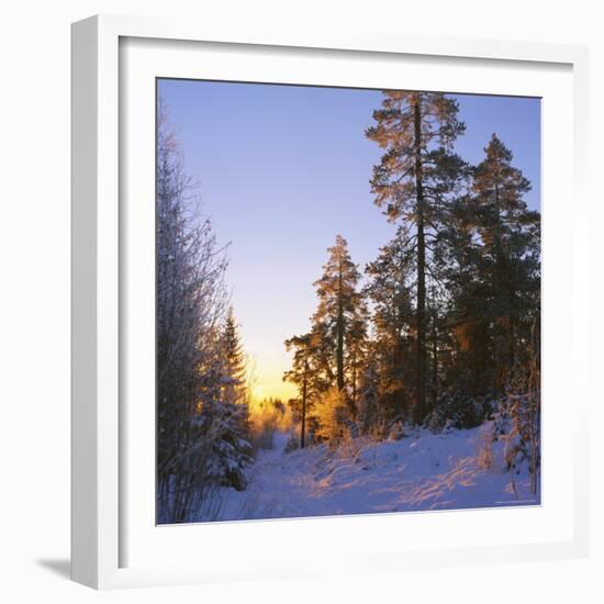 Winter Sunset in the Forest Near Oslo, Norway, Scandinavia, Europe-David Lomax-Framed Photographic Print