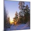 Winter Sunset in the Forest Near Oslo, Norway, Scandinavia, Europe-David Lomax-Mounted Photographic Print