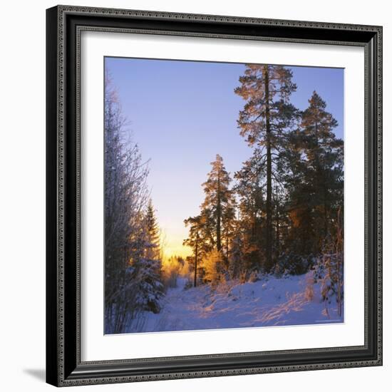 Winter Sunset in the Forest Near Oslo, Norway, Scandinavia, Europe-David Lomax-Framed Photographic Print