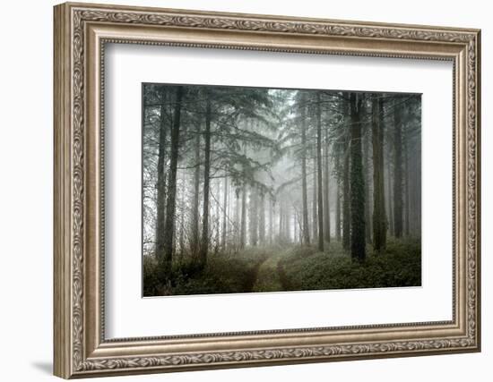 winter sweet forest-Phillipe Manguin-Framed Photographic Print