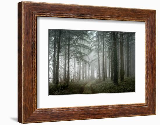 winter sweet forest-Phillipe Manguin-Framed Photographic Print