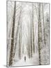 Winter Trail Running-Steven Gnam-Mounted Premium Photographic Print