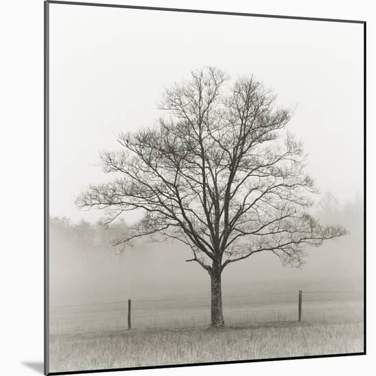 Winter Tree, Cades Cove-Nicholas Bell Photography-Mounted Photographic Print