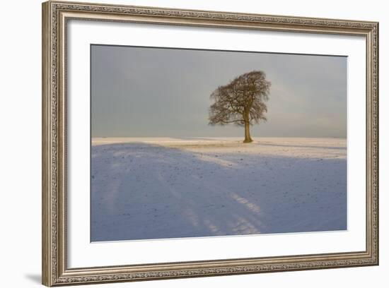 Winter Tree, Gloucestershire, England, UK-Peter Adams-Framed Photographic Print