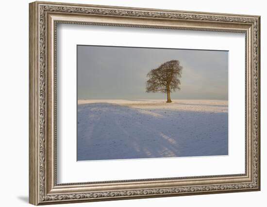 Winter Tree, Gloucestershire, England, UK-Peter Adams-Framed Photographic Print