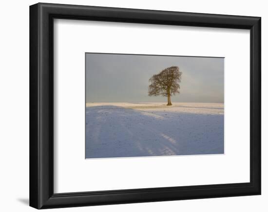 Winter Tree, Gloucestershire, England, UK-Peter Adams-Framed Photographic Print