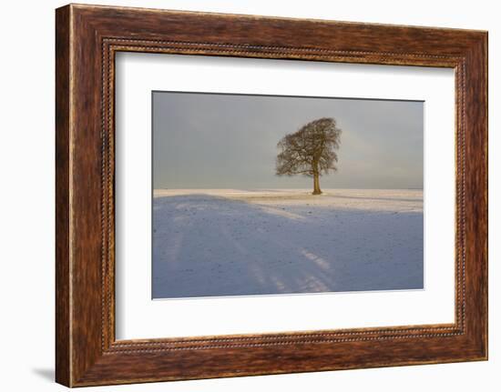 Winter Tree, Gloucestershire, England, UK-Peter Adams-Framed Photographic Print