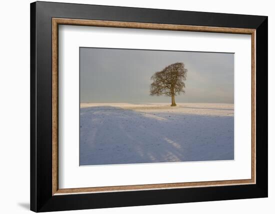Winter Tree, Gloucestershire, England, UK-Peter Adams-Framed Photographic Print