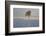 Winter Tree, Gloucestershire, England, UK-Peter Adams-Framed Photographic Print