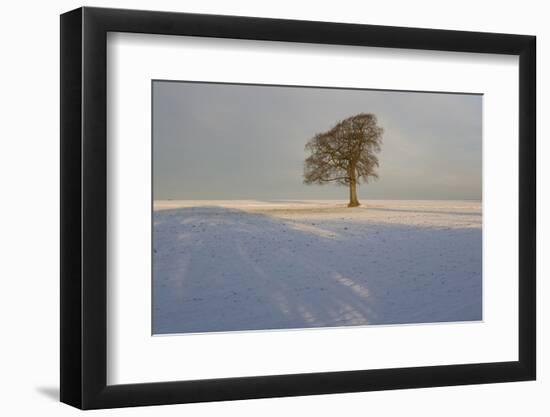 Winter Tree, Gloucestershire, England, UK-Peter Adams-Framed Photographic Print