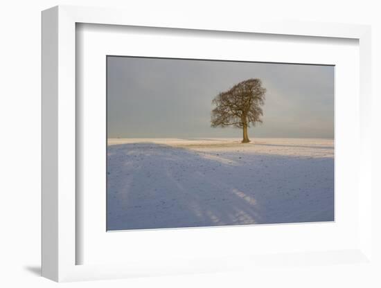 Winter Tree, Gloucestershire, England, UK-Peter Adams-Framed Photographic Print