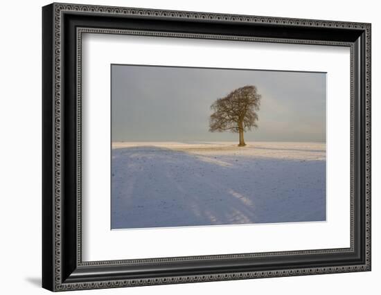 Winter Tree, Gloucestershire, England, UK-Peter Adams-Framed Photographic Print