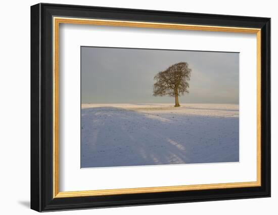 Winter Tree, Gloucestershire, England, UK-Peter Adams-Framed Photographic Print