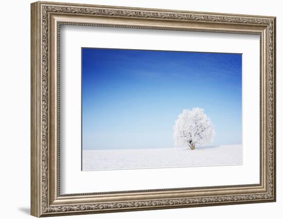 Winter Tree in a Field with Blue Sky-Dudarev Mikhail-Framed Photographic Print