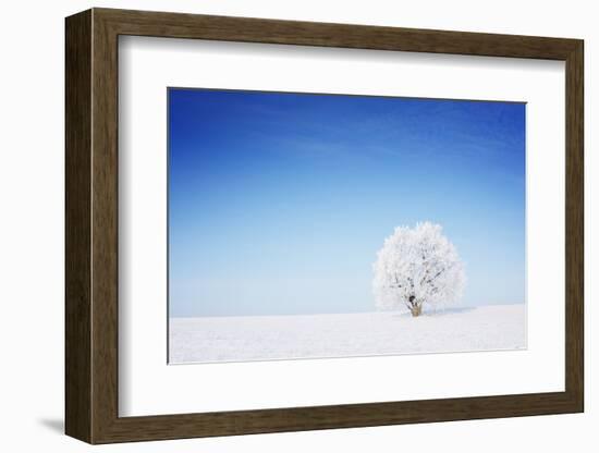 Winter Tree in a Field with Blue Sky-Dudarev Mikhail-Framed Photographic Print